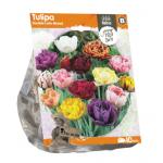 Baltus Tulipa Double Late Mixed tulpen bloembollen per 10 stuks
